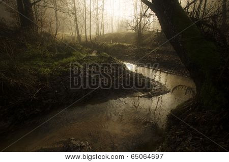 River in a forest with fog in autumn