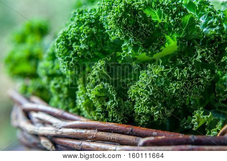 Kale In Rustic Basket On Daylight  Close Up