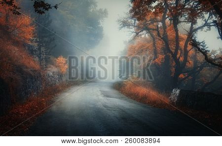 Dark Autumn Forest With Rural Road In Fog At Dusk. Fall Trees With Orange Foliage. Landscape With Wo