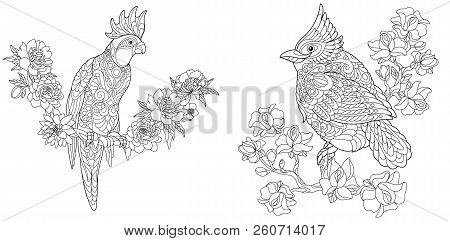 Coloring Pages. Coloring Book For Adults. Colouring Pictures With Cockatoo And Red Cardinal Bird. An