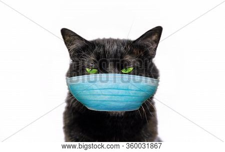 Funny Black Cat With Green Eyes And Surgical Face Mask. Concept Of Cold And Flu Of Pet And Coronavir