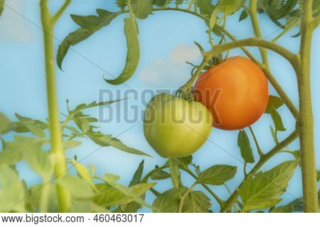 Tomatoes Growing On The Vine On A Bright Summer Day.