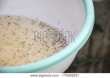 Larval shrimp in plastic bowl. Aquaculture animals.