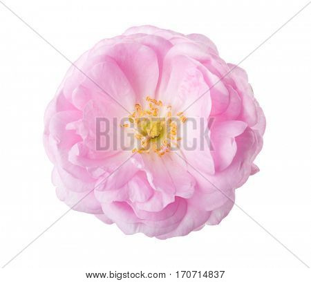 Light pink rose isolated on white. Tea rose