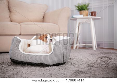 Cute funny puppy in dog bed at home