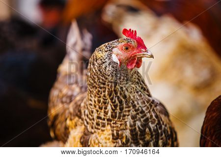 Motley chicken with small red comb, yellow curved beak, red earlobes and earrings looks in frame. Domestic bird close up portrait.