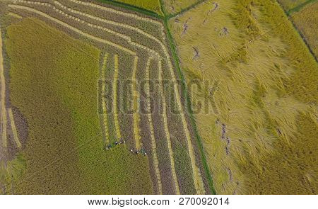 Many Farmer Is Harvesting Rice In Farmland,harvesting Is The Process Of Gathering A Ripe Crop From T