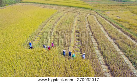 Many Farmer Is Harvesting Rice In Farmland,harvesting Is The Process Of Gathering A Ripe Crop From T