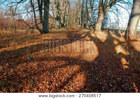 Roadside Trees, Trees On The Edges Of The Highway, Road In Autumn