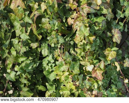 Ivy Plant Background