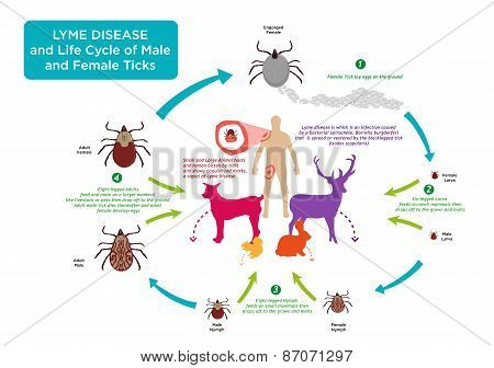 Life Cycle of Tick bug and Lyme Disease concept