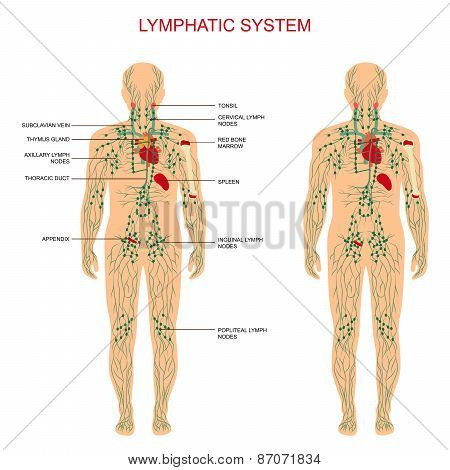 lymphatic system,