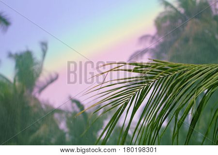 Palm tree leaf on rainbow sky background. Coco palm tree garden. Rainbow toned photo. Tropical island during rain season. Sunlight in water drops. Wet air of tropic nature. Vintage banner template