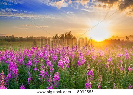 beautiful rural landscape with sunrise and blossoming meadow. purple flowers flowering on spring field . wildflowers blooming on sunset. summer view