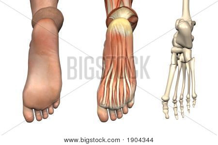 Anatomical Overlays - Bottom Of The Foot