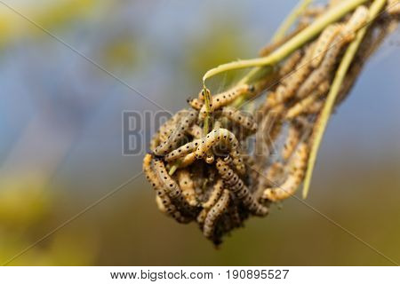 Caterpillars of ermine moths (Yponomeuta) on a communal larval web.