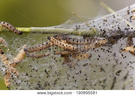 Caterpillars of ermine moths (Yponomeuta) on a communal larval web.