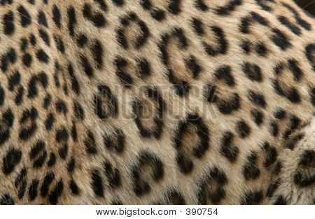 Leopard skind