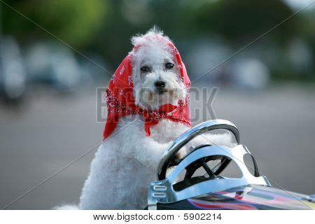 Fifi bir araba sürüş için dışarı bichon frise