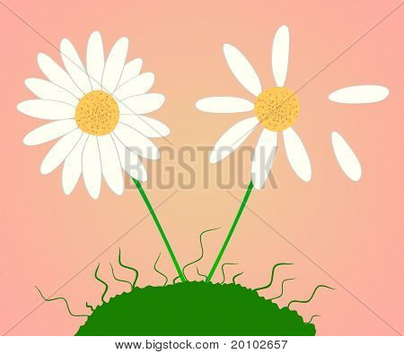 Two Daisies In A Meadow: The Young And Old