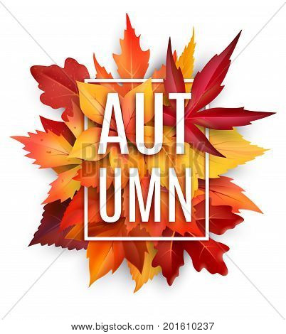 Autumn leaf poster. Orange leaves of maple, september foliage of chestnut, oak and birch tree, placed in square frame with text Autumn for fall nature season greeting card or banner design