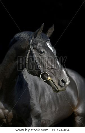 portrait of beautiful black horse in black background