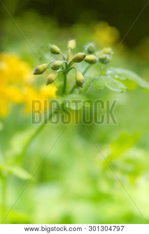 Chelidonium Majus, Greater Celandine Or Tetterwort - Family Papaveraceae After Rain