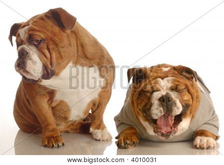 Annoyed Bulldog With Another Bulldog Laughing