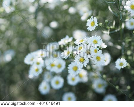 Cutter Aster Flower, Solidago Canadensis, Asteraceae, Biannials White Color Flowers Springtime Bloom