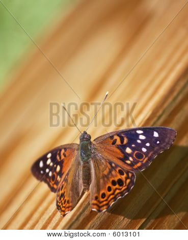 Hackberry emperador mariposa