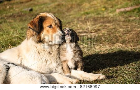 Shepherd Dog And Her Young.