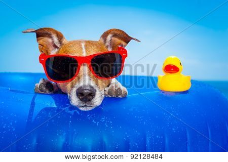 Summer Holiday Dog