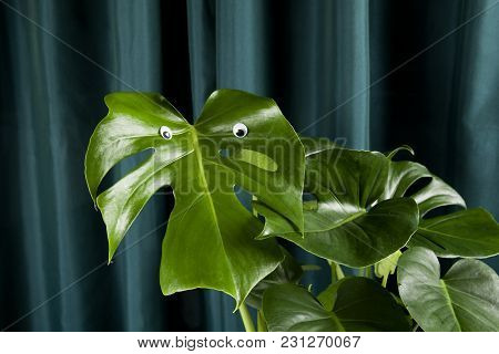 Monster Eyes Gradient Curtain Monstera