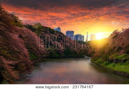 Sakura Cherry Blossom Tree At Kitanomaru Garden, Tokyo, Japan. Sunset Landscape. Tokyo Tower Japan S