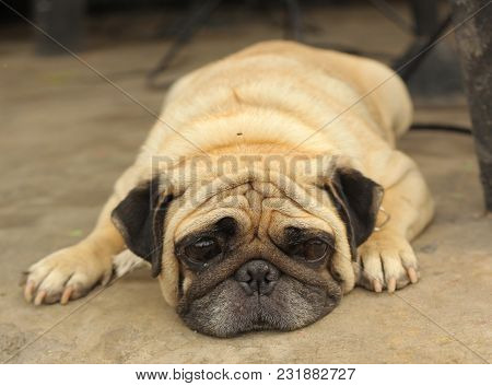 Close-up Face Of Cute Pug Dog Sleeping Rest On Siesta Hot Day