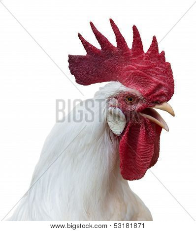 White Rooster With A Large Red Comb