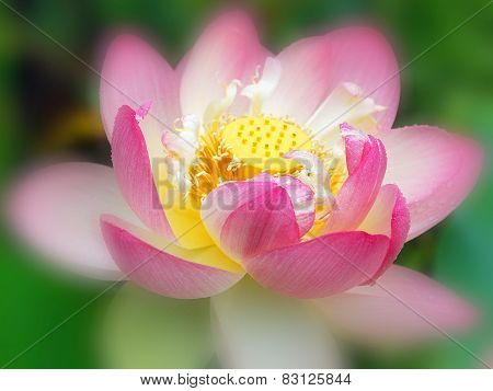 Lotus flower