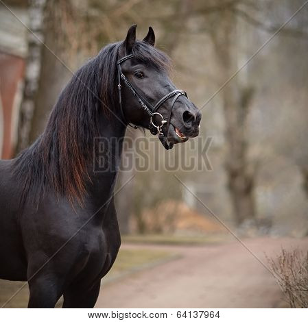 Portrait Of A Sports Black Stallion.