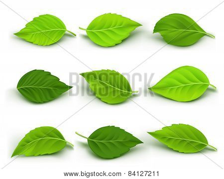 Set of Realistic Green Leaves Collection