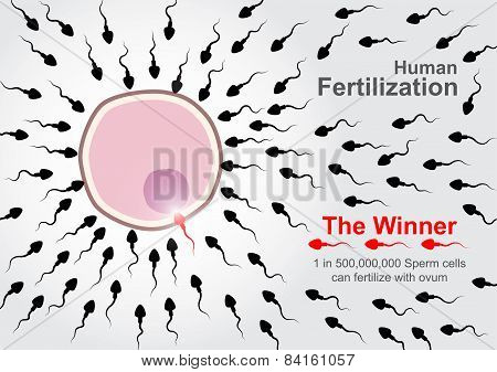 Human Fertilization