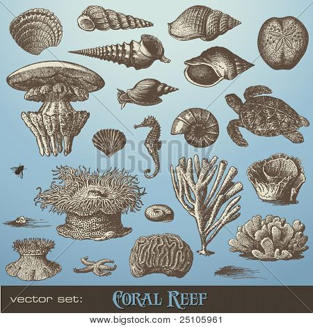 vector set: coral reef - variety of sea-design elements including different corals, shells and animals