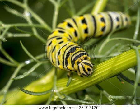 Caterpillars Are The Larval Form Of Members Of The Order Lepidoptera