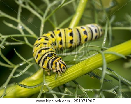 Caterpillars Are The Larval Form Of Members Of The Order Lepidoptera