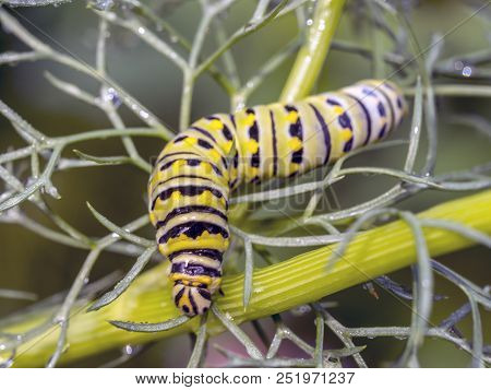 Caterpillars Are The Larval Form Of Members Of The Order Lepidoptera