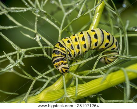 Caterpillars Are The Larval Form Of Members Of The Order Lepidoptera