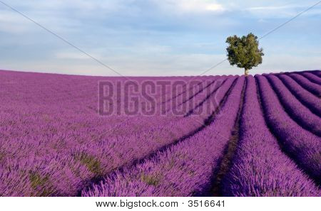 Campo di lavanda ricco con un albero solitario