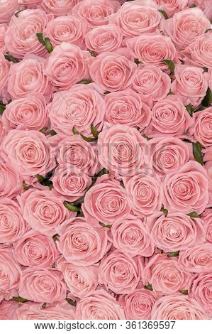 A Bed Of Pale Pink Roses  For Background Or Gift Wrapping. Abstract Textured Pink Roses Floral Backd