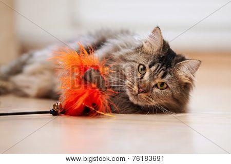 The Fluffy Cat Plays With A Toy.