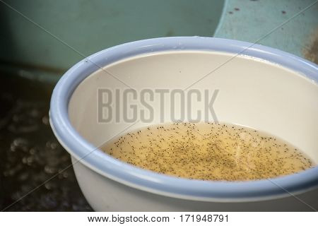 Larval shrimp in plastic bowl. Aquaculture animals.