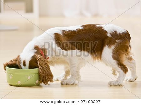 Perro hambre comiendo alimentos del tazón de fuente